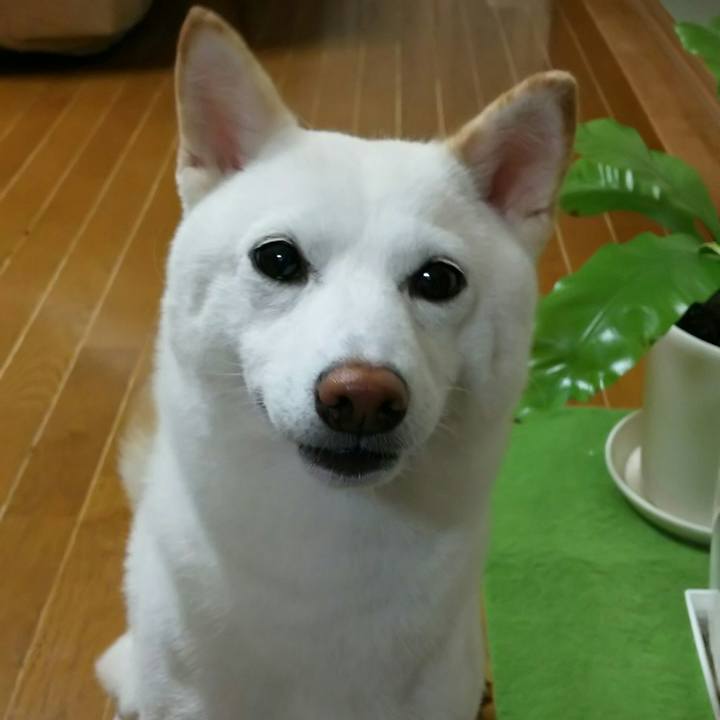 9773941f 3fdd 402d b5ed 011b721d7471