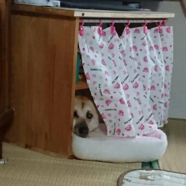 97794b3a 0f14 4d14 8c60 08d66ac9f81a