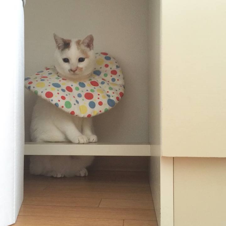 977d2884 a0ee 4c65 b937 0cc8da2ee846