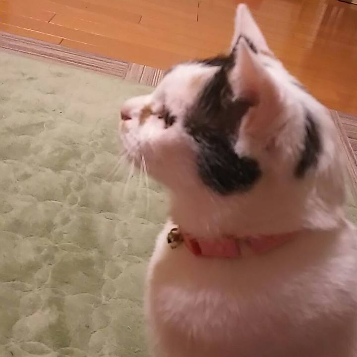 978c80d6 c5f7 4867 869e ae0e99db1586