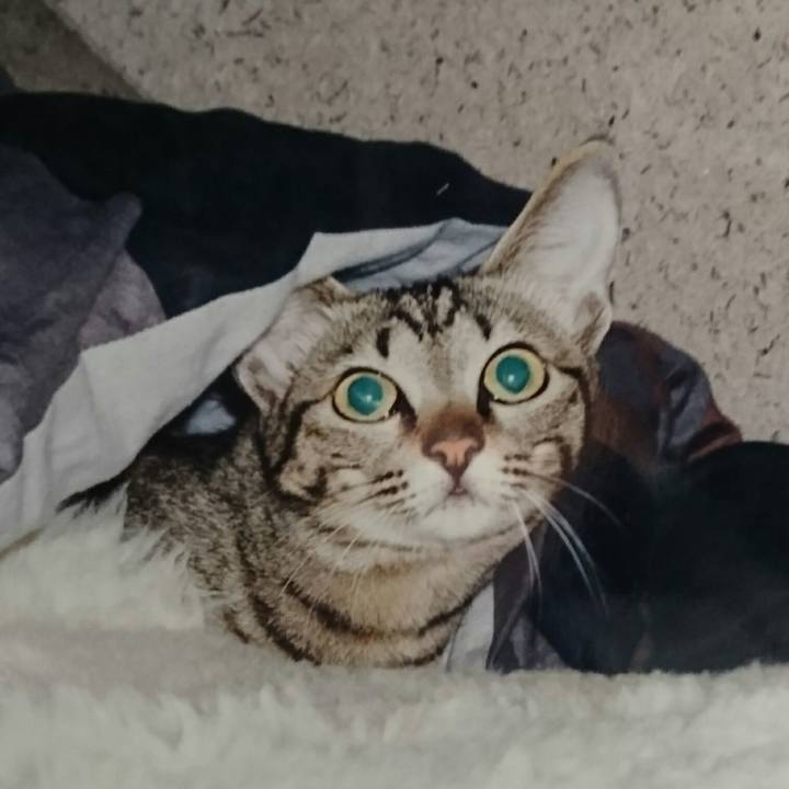 97932d9c 40d4 441e aa60 c5e7cd49bb13