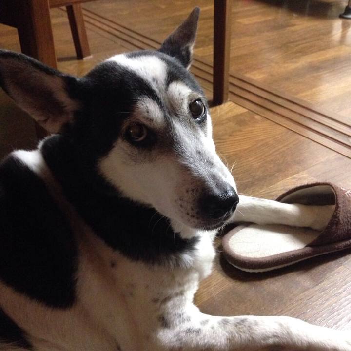 979504c8 909a 4411 8e98 476af8402f8b