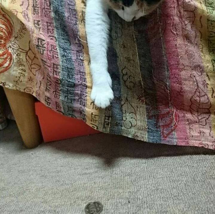 9799d7f3 74e1 4345 b6e0 a777b780d21a