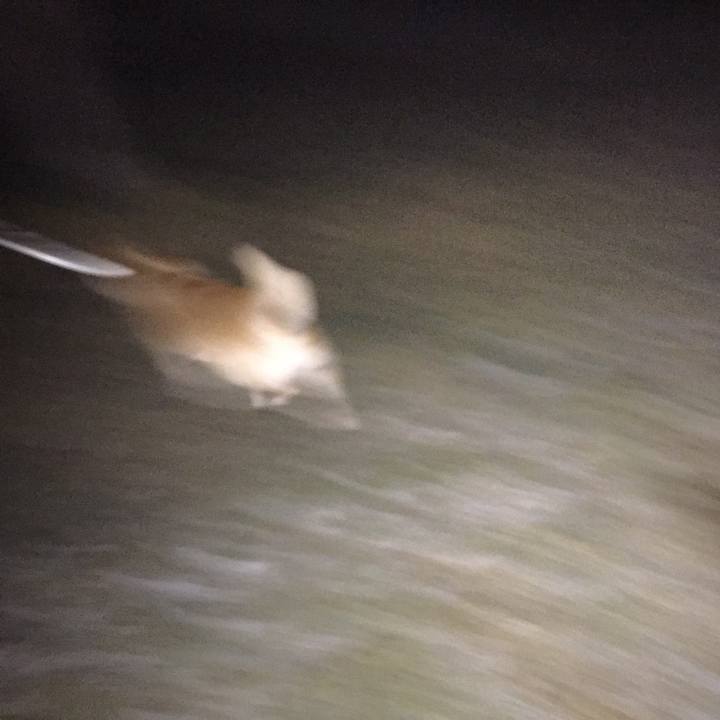 97a858c1 d87f 45ff ae63 a411afa7d8f8