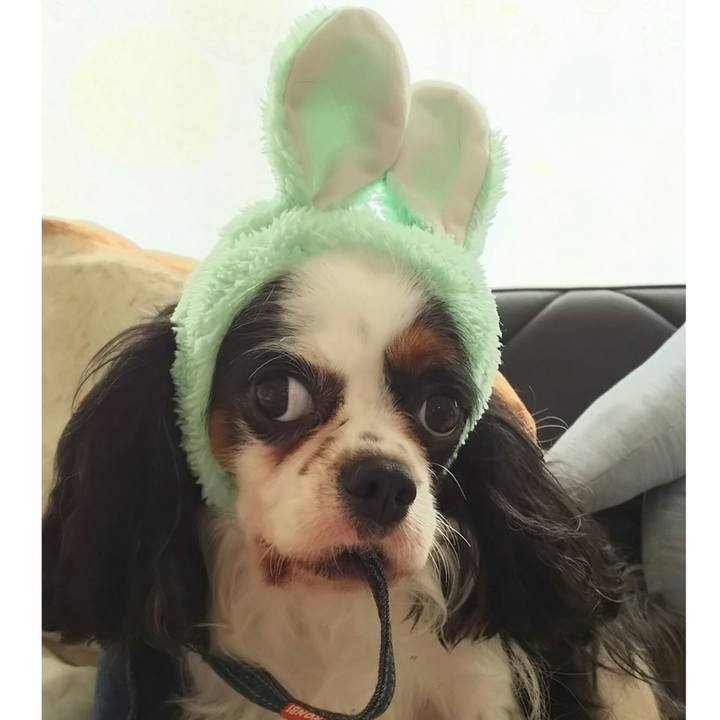 97aba8d8 2bb6 4116 bafd 522ebffa7e8f