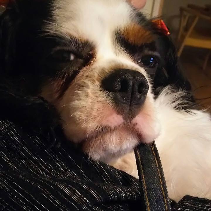 97cf05fa 8ca8 4a0e 9954 87c2bf6056c0