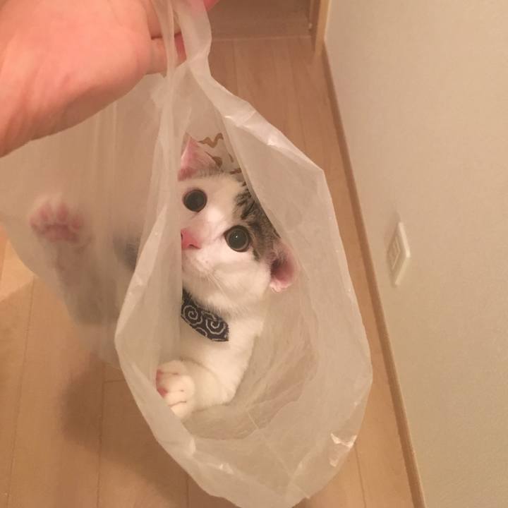 97e83a74 001a 4a92 883e ea823971f137