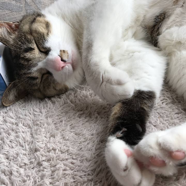 980385e0 0adb 409f b9fc 3aa1a2455137