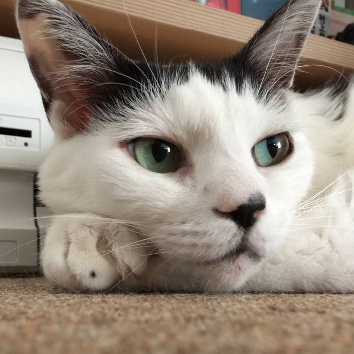 980696e0 fd73 41f5 a0d2 82ef24954263