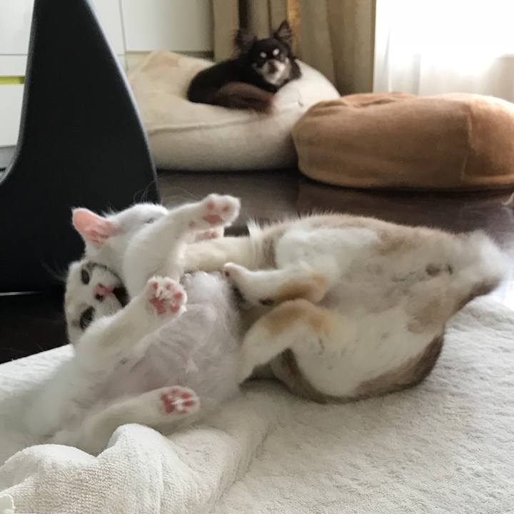 980bb44a 8fee 4cda abdd 8cc9f0a6d8c9