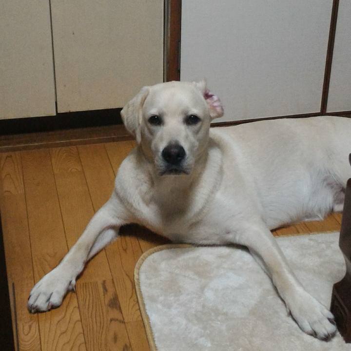 98105810 9053 4260 a9ae 6f6d55dc06e0