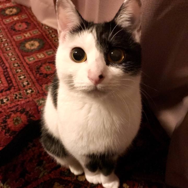 98135a85 25b2 4b89 8666 05999eb2c398