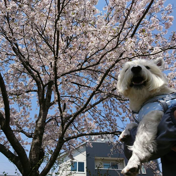 98140a54 bbf0 459d b19d 6184e56ffa25