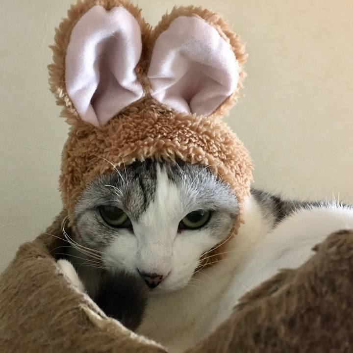 98182ce4 c98f 49da a2a4 795701b389c5