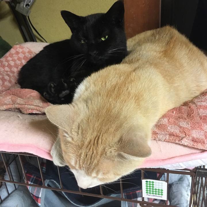 9819b905 8e0d 46d0 a0be eef86edde294