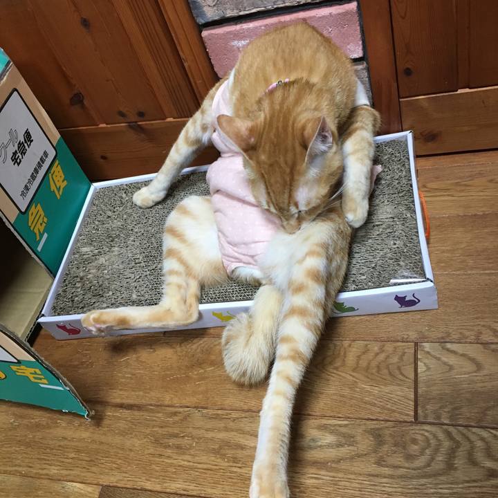 981c9c23 d53d 4b81 8f9a c4b70f2609af