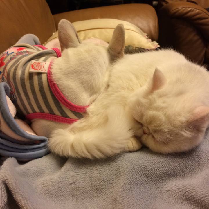 982b8cdc 69ff 40a7 bad5 11266d83c4ae