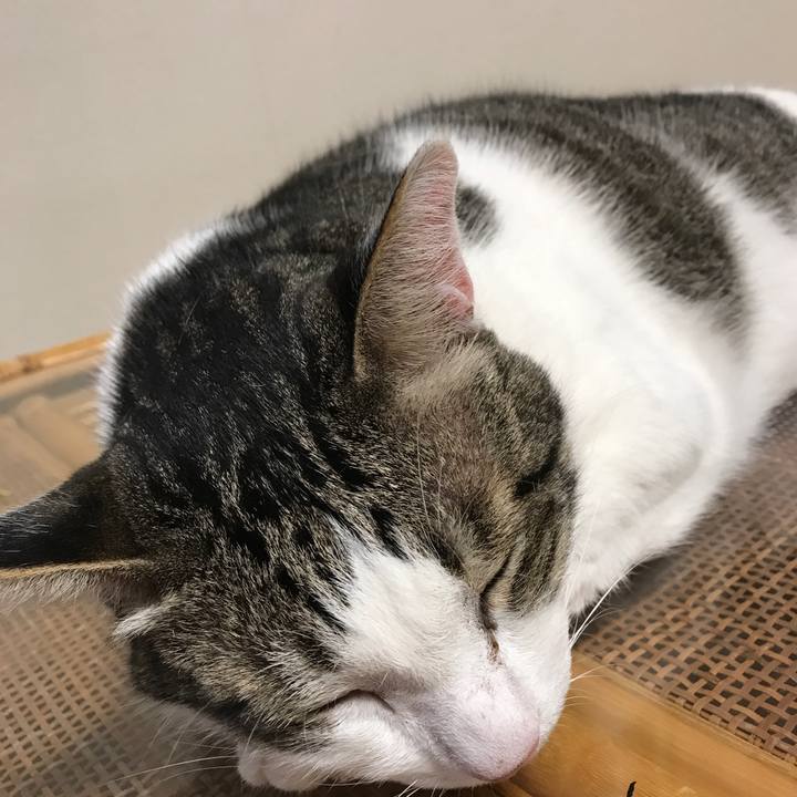 982c1ba5 21b2 40d5 9201 711f55a43844