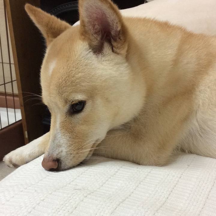 9834259f 0004 4086 b23a b51b6fe2a55a