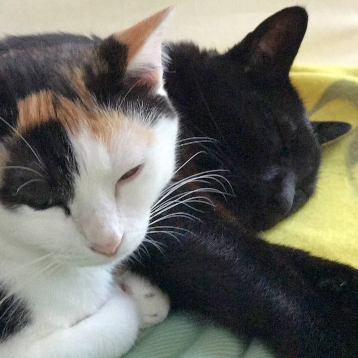 9838a498 2ba5 4aa5 9059 58cf98be6694