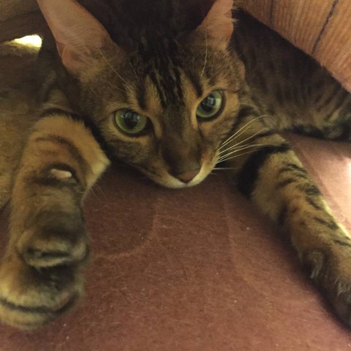 983c39d4 f137 4c76 86f8 2b7018095778