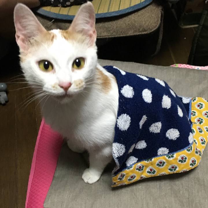 983dd4f2 0376 473a 930c c57af754bacc