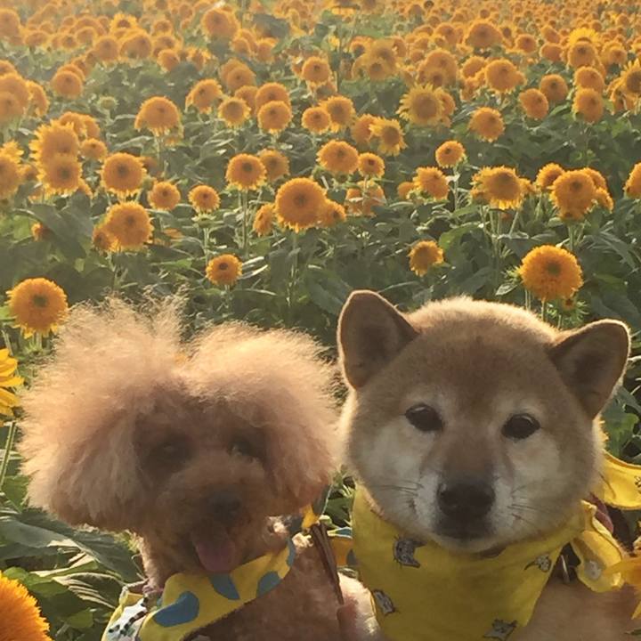 983f1f1b c943 4822 a092 e2d9115cc2b1