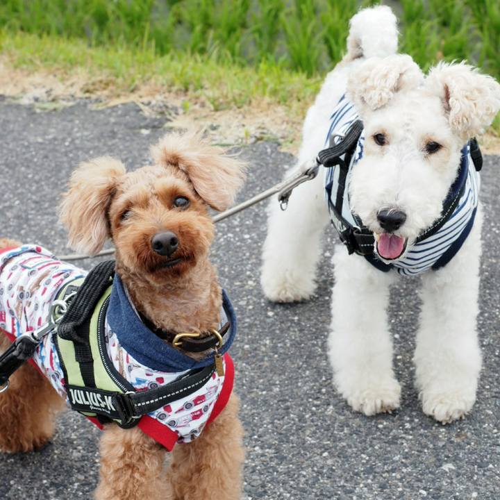 98568189 523e 4e58 8a0f 4b12756c4793