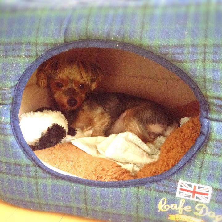 9857b256 e844 4dc8 9dc9 ac33bbd5b951