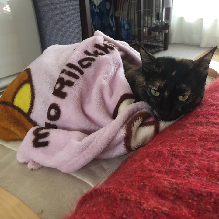 987d2296 6ff0 47c6 90e1 80e49f338f38