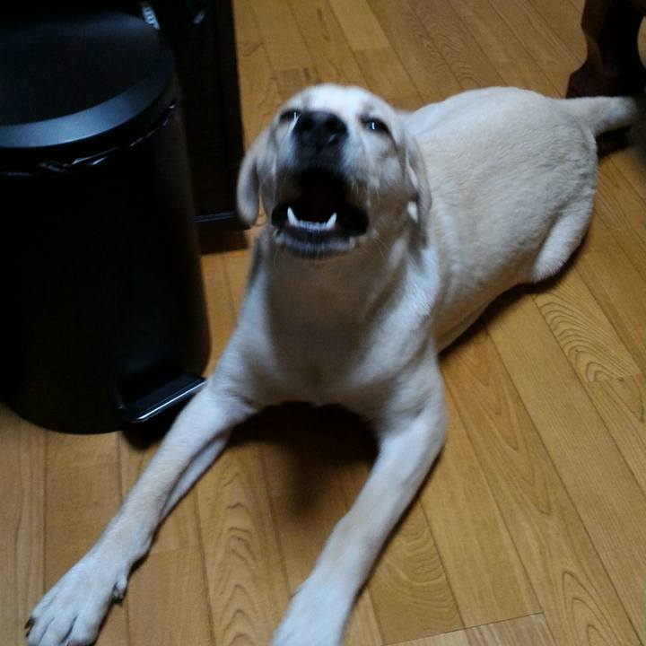 9885f87d 2316 473c 8a81 81027cdf988e