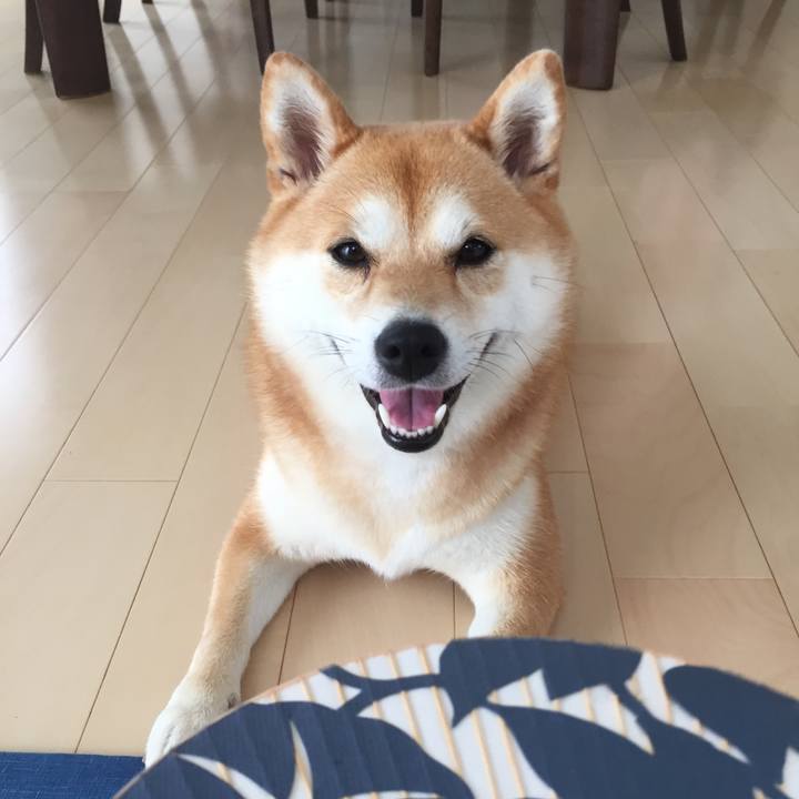 98861bbf 442b 412d b039 7ec62386d673