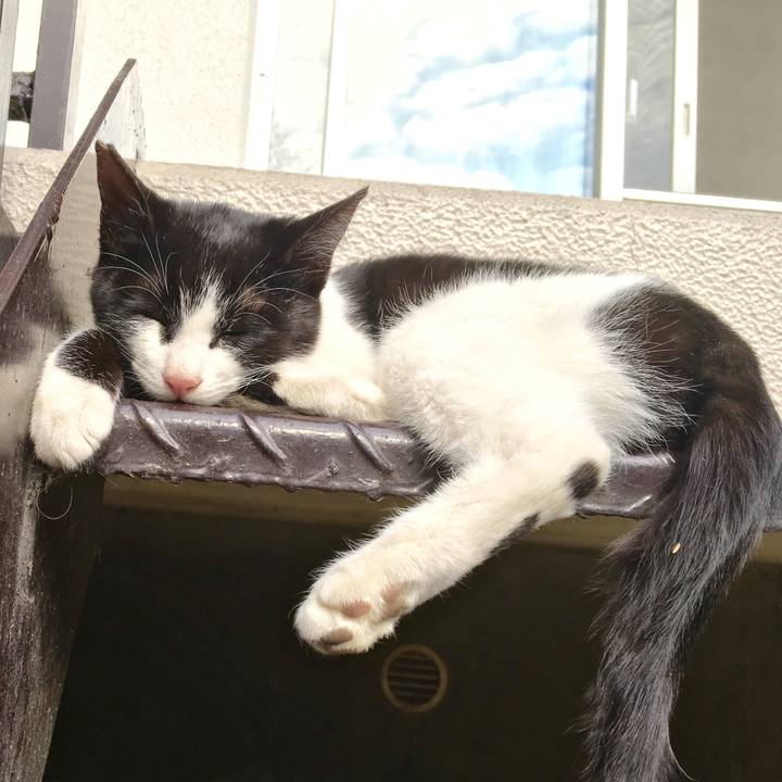 988ac7b7 e8b0 40f8 8ea7 5afee519dd98