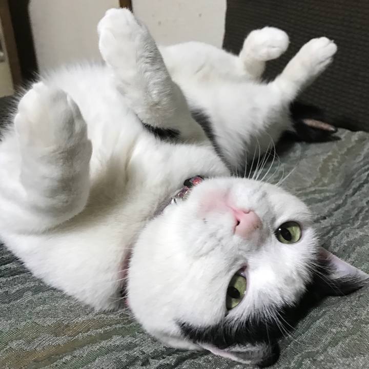 988f036a 70ac 4a0d a750 d69a3d8bb6d6