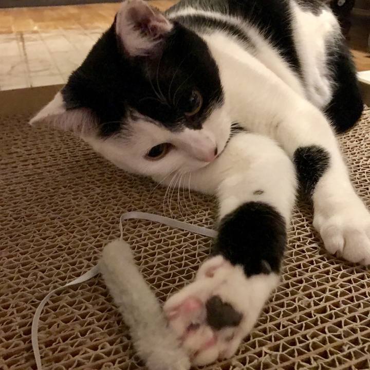 989106d8 85ed 43c6 a3a6 bc0dc629280e