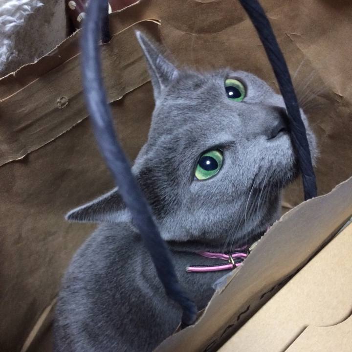 9894c1c8 a9bd 4941 84fa 585821bde5ad