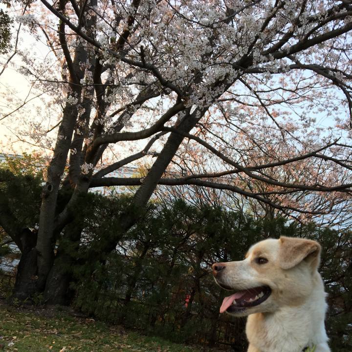 98a52c81 b7e3 450e 9223 d7dc01f65386