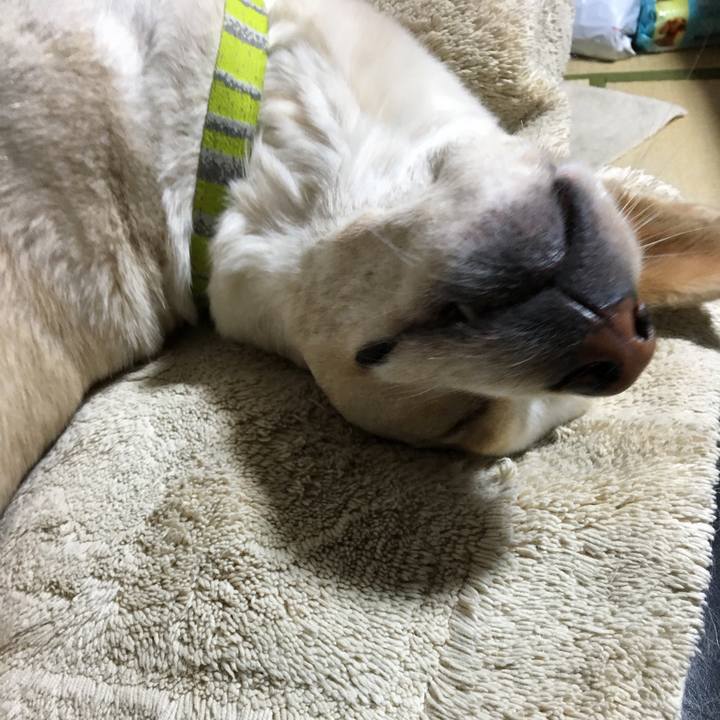 98a877d2 a28c 46ae 9dd0 87694ff053b0