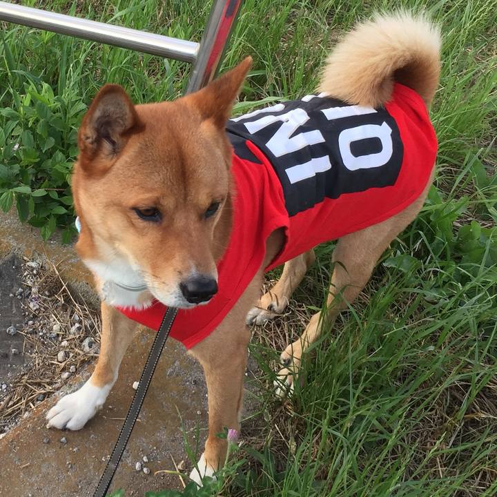 98ab4c52 d670 499b a9fd 8e24bef01b3c