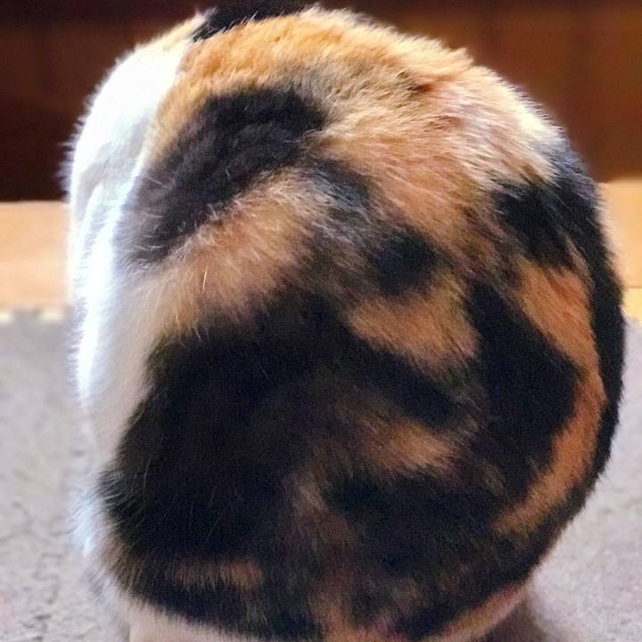 98ab6cdd d5f6 414c 9b59 ccd81b0c2ec8