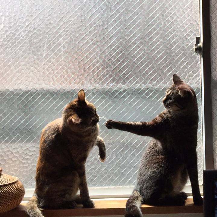 98ac0c5b 1ccc 4bf4 8b36 8d9e06be41c3