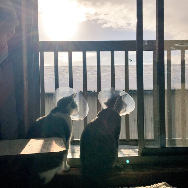 98b6d1d0 3afa 4f95 8dea 46cc14ca93d0