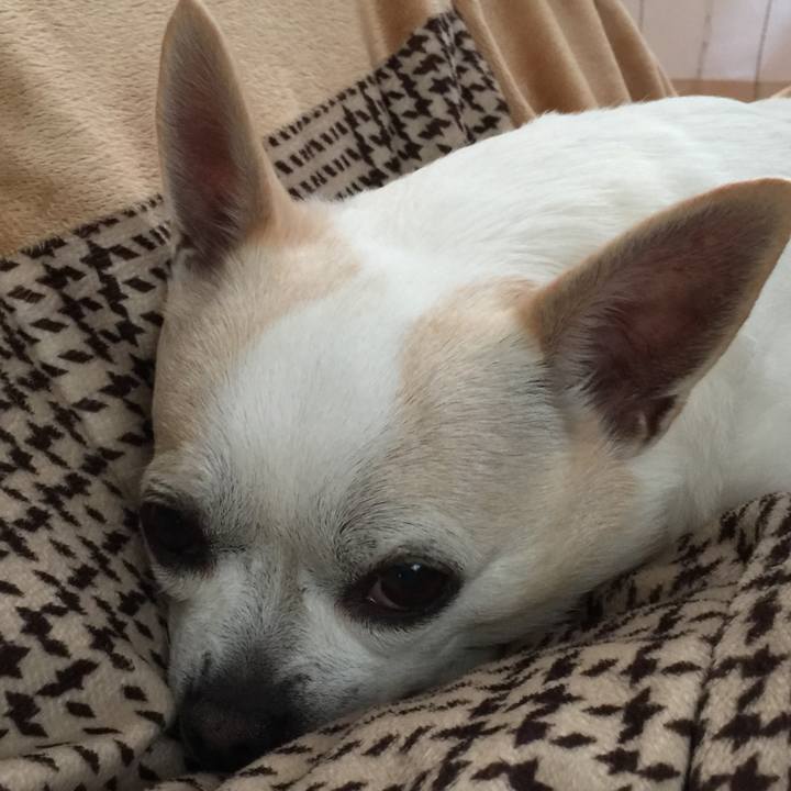 98bc7752 7643 44bd a796 c5f417286ab2