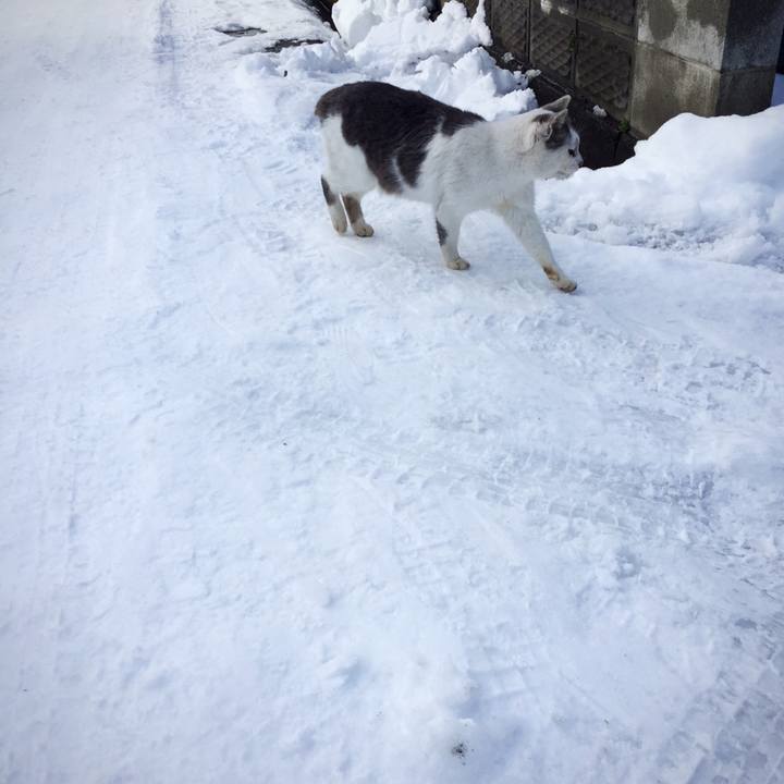 98c0c6e3 da9d 4c37 b5c1 b64591d37dfd