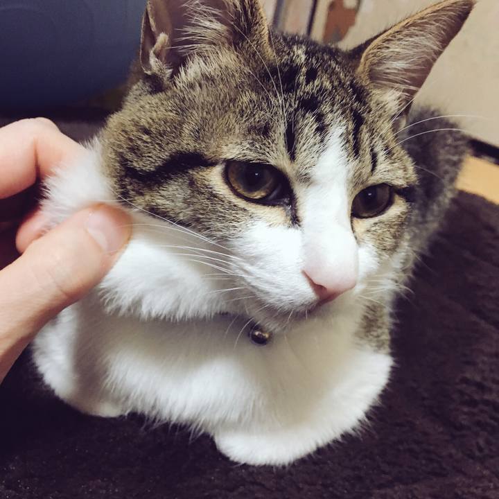 98c2aa10 d68a 4dbc a5c4 89a8797e0558