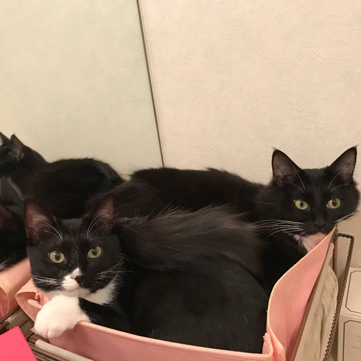 98c44154 92f6 485a 9d24 b71a32e9ac0c