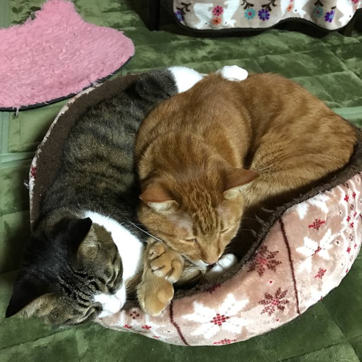 98d034f5 c8c6 413b b99e 043831c16004