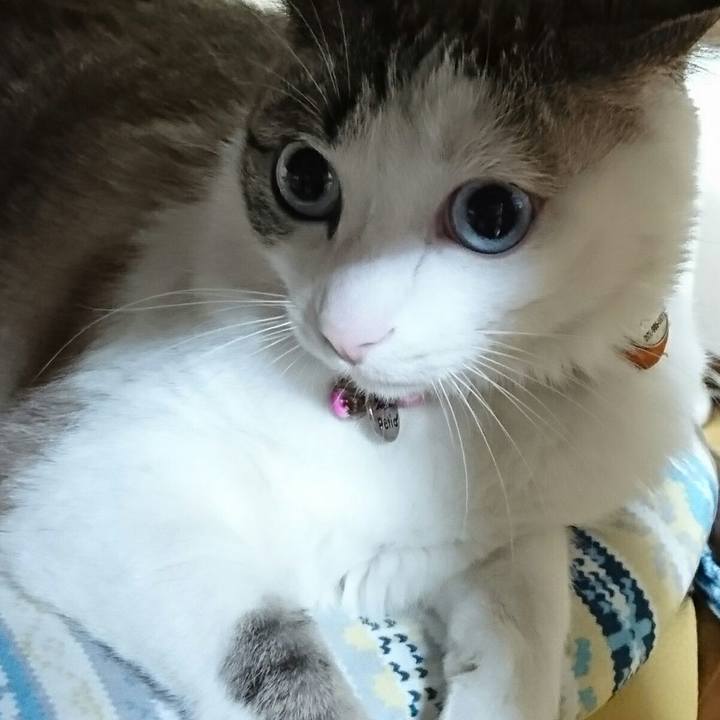 98d9a146 3988 4d00 b30f f8ba9bb67adf