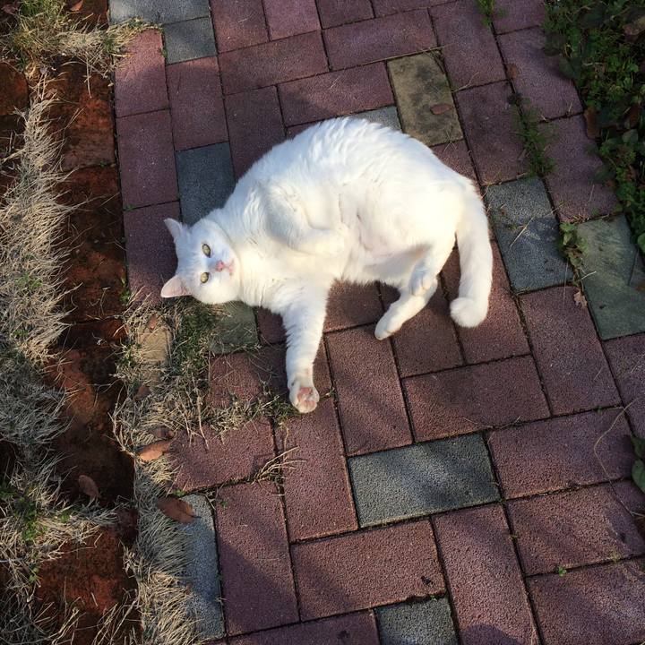 98dbd828 21ed 4f13 9753 9c4e0b7aeae2