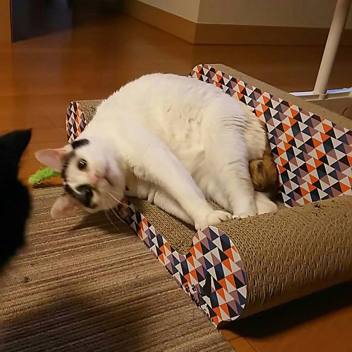 98de9dfd dea9 44d8 99e8 348077c62dda